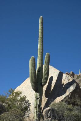 Standard Cactus with Angled Shadow