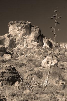 Sepia Rock and Century Plant