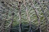 Barrel Cactus Spines