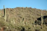 Generic Cactus Forest