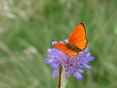 Macro pictures of butterflies and other pictures from Jutland, Denmark