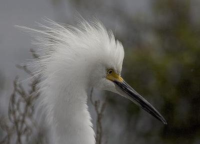 Snowy Egret