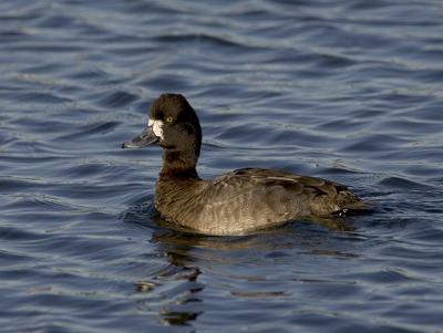 Greater Scaup, female