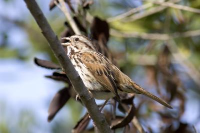 Song Sparrow