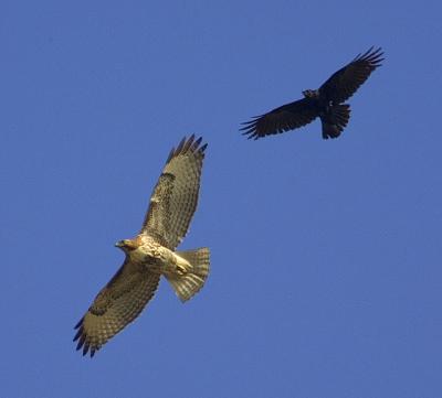 Crow harassing Red-tailed Hawk