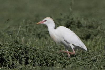 Cattle Egret