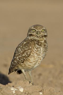 Burrowing Owl