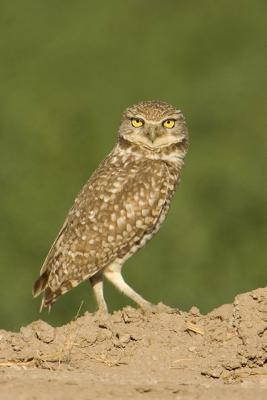 Burrowing Owl