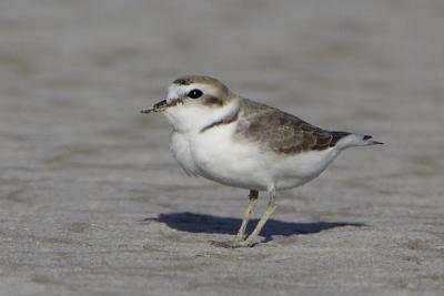 Snowy Plover