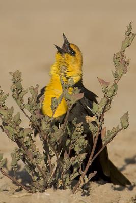 yellow-headed_blackbirds