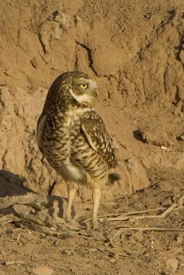 Burrowing Owl