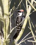 Nuttals Woodpecker