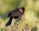 Red-winged Blackbird