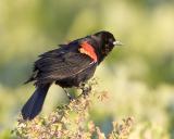 Red-winged Blackbird