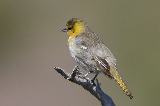 Bullocks Oriole