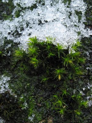 Tree bark with moss and snow