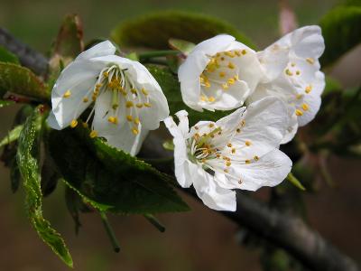 Wild cherry blossom