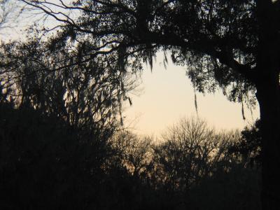 Sunset Through the Trees