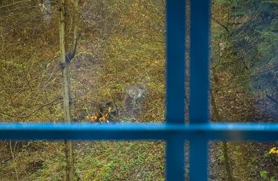 deer viewed from sterile room.jpg