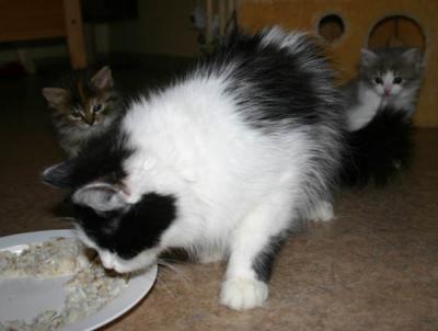 Fish is served. Mom shows how to eat!