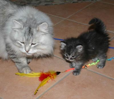 Feyodor and Dad