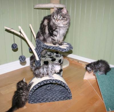 Mom watching all kittens