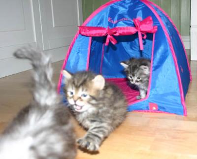 Feliks chasing after Faina's tail