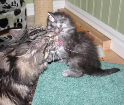Feyodor getting a wash
