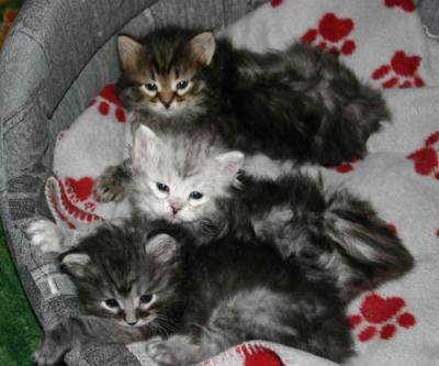 Feliks, Faina & Feyodor