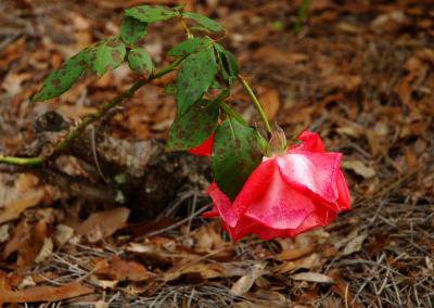 Heavy Rose 764.jpg