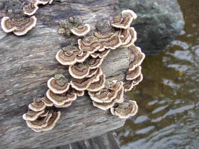 Turkey Tails Above Water