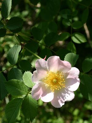 Rosa stylosa