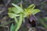 Ophrys fusca