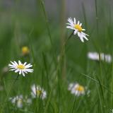 Bellis perennis