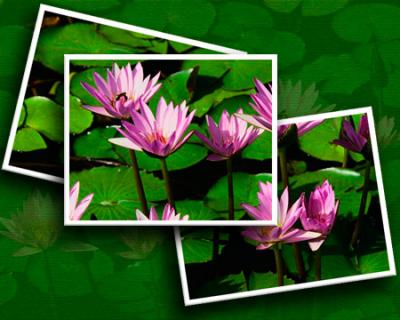 Water-lilies-cut-outs.jpg