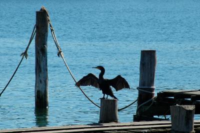 great cormorant on dock