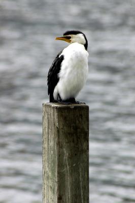 Little Pied Cormorant 2