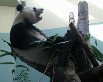 Yawning Panda