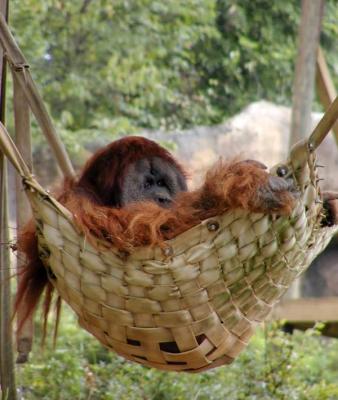 the Atlanta Zoo