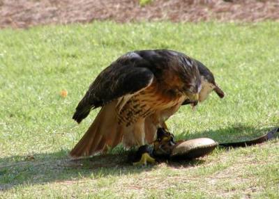 Red-Tailed Hawk