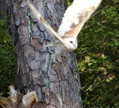 Barn Owl