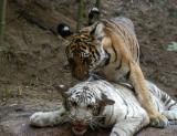 Sibling Rivalry