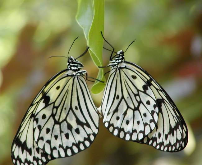 Mirror Image