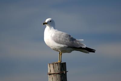 u15/fmc408/medium/41489483.seagull02.jpg