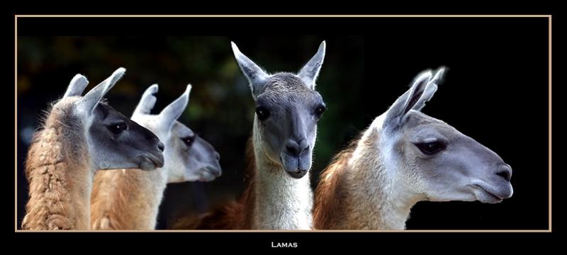 Lamas at Vincennes