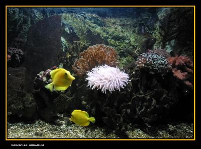 Granville aquarium
