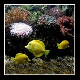 Tropical fish ( Granville Aquarium )