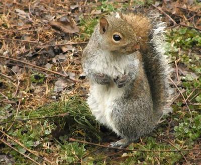 Wet Squirrel