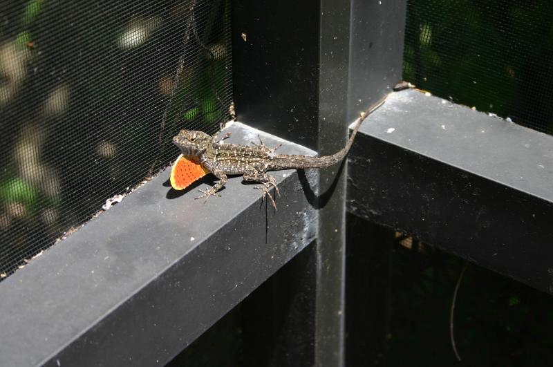 Reptile ?