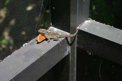 Reptile ?